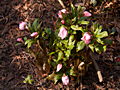 Helleborus thibetanum IMG_5023 (VALENTA) Ciemiernik